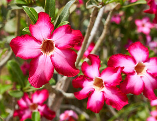 Obraz premium Adenium obesum flower grows in the garden