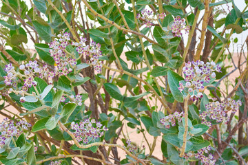 flower calotropis procera grows in the desert