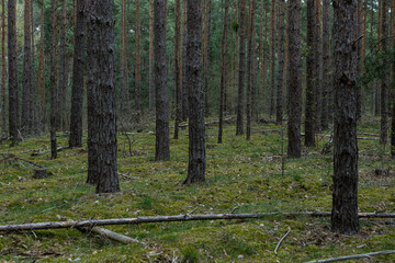 Green spring forest, landscape, background