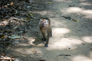 a monkey is looking in the front of the camera