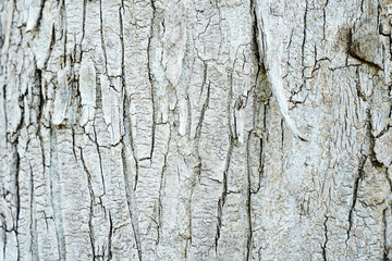 Old wood cracked texture, Seamless tree bark texture, Endless wooden background for web page fill or graphic design.	
