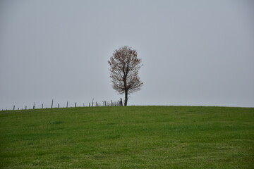 Oak tree in the middle of a green land