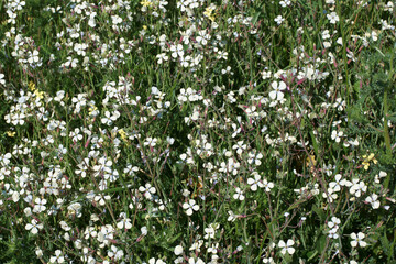 kwiaty rośliny wiosna flora płatki łąka 