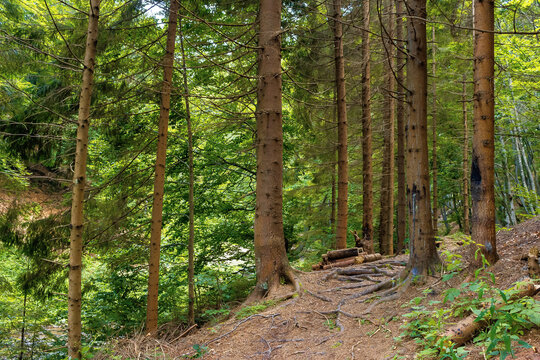 coniferous forest in summer. path among the trees. beautiful nature scenery on a sunny day