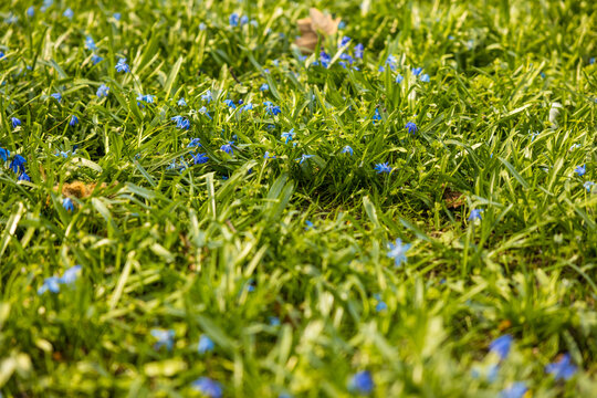Overhead Shot Of Small Blue Flowers And Green Leaves In A Field