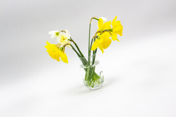 Daffodil or narcissus on a gray background. Yellow flowers at the spring in the vase from glass.