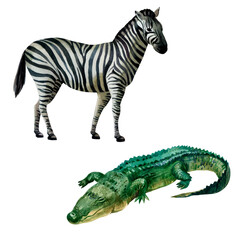 Watercolor illustration, set. African tropical animals hand-drawn in watercolor. Zebra, crocodile.