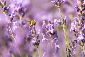 Yellow wasp flying among lilac lavender flowers. Purple aromatic lavandula blooming spikes with blurred violet background.