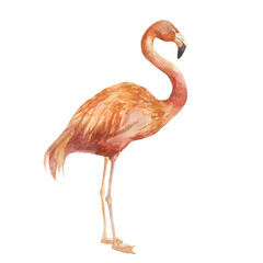 Watercolor illustration image of a flamingo. Flamingo hand-drawn in watercolor.