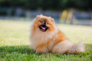 Zverg Spitz, Pomeranian puppy in a meadow