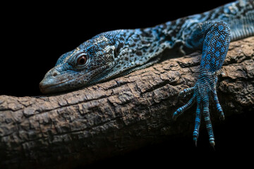 Blue tree monitor close up portrait isolated on black background. Threatened reptile species...