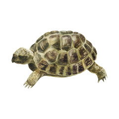 Watercolor illustration turtle image. Turtle hand-drawn in watercolor.