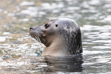Common seal in the water with visible ear opening. Close-up portrait of the cute harbor seal (Phoca vitulina), side view. - obrazy, fototapety, plakaty