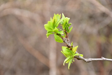 The green plum tree leaves