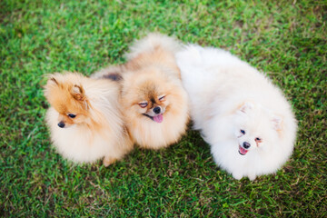 three Zverg Spitz Pomeranian puppies sitting on grass