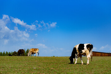 Cow