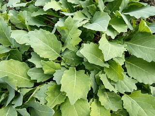 Closeup of collard green leaves