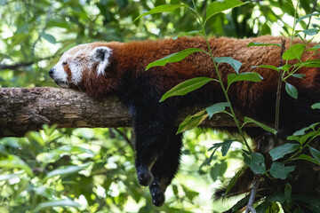 Fluffy red panda sleeping on the thick tree branch. Tired lesser panda or firefox relaxing in the...