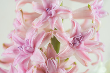 Hyacinth pink close-up, macro