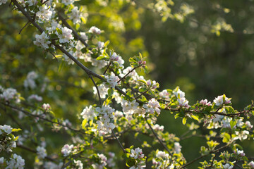 pear branches