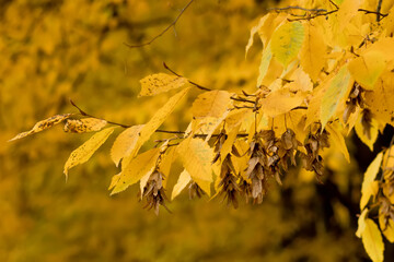 Fall, autumn, leaves background. A tree branch with autumn leaves on a blurred background. Landscape in autumn season