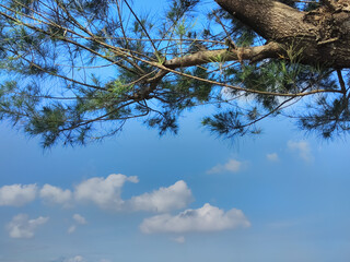 clear sky and trees with natural beauty