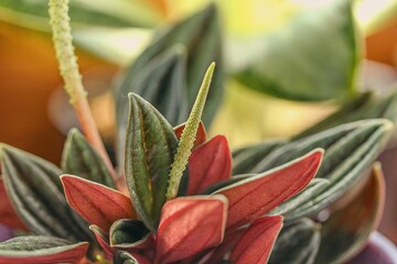 Flowering Peperomia caperata Rosso - houseplant