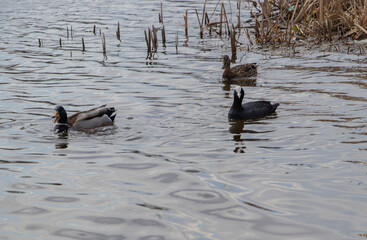 ducks on the water