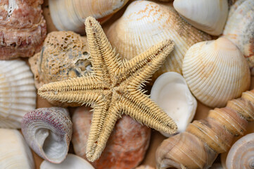 Fototapeta na wymiar Seashells of various shapes and types. Background