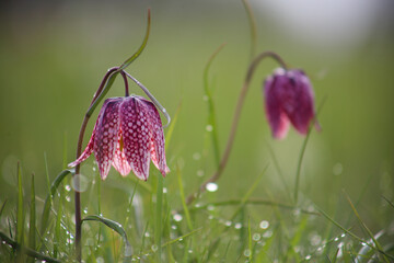 Snake's head fritillary (Fritillaria meleagris) close-up view growing in field