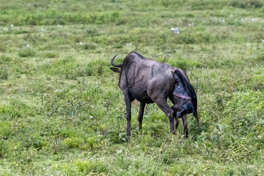 A Mother Wildebeest Gives Birth In The Open Grassland; A Newborn Baby Calf, Ngorongoro Concervation Area, Tanzania, Africa.