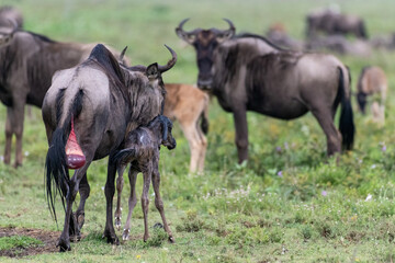 A mother leads her newborn baby calf back to the family, into the herd, Ngorongoro Concervation Area, Tanzania, Africa.