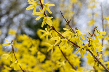 Yellow blooming spring bush. Golden Bell, Border Forsythia (Forsythia x intermedia, europaea)