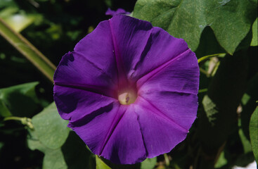 ipomoea purpurea