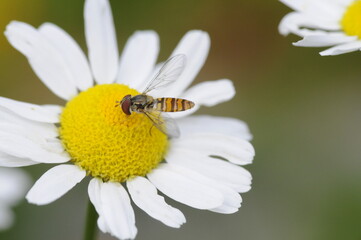 Syrphidae