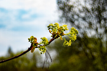 spring blossom in spring