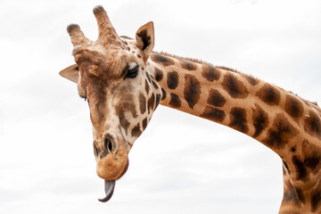 Detalle de cerca de la cabeza y cuello doblado de una Jirafa adulta sacando la larga lengua retorcida