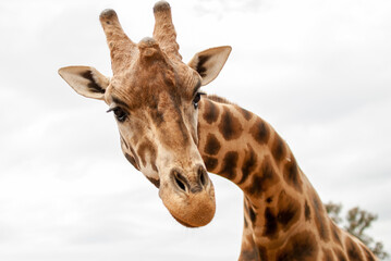 primer plano de cabeza y largo cuello de Jirafa con su patrón de manchas característico 