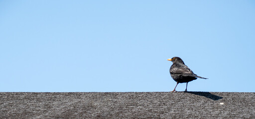 Banner of a blackbird standing on a tar roof against blue sky