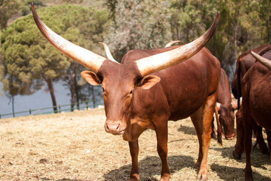 Ankole, vacas watusi africanas de enormes cuernos en reserva de castillo de las guardas en sevilla, espa&ntilde;a