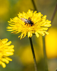 Flying insect collecting pollen at yellow flower. 