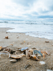Close up of sea shells at a beach on the island Sylt