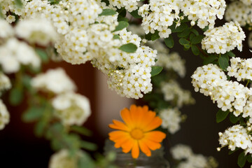 branches meadowsweet