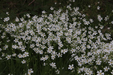Buschwindr&ouml;schen
