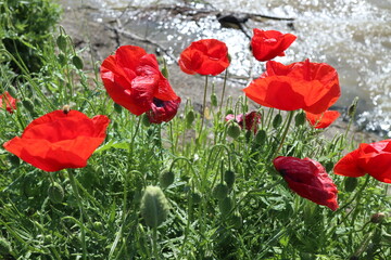 red poppy flowers