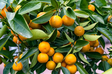 Beautiful small orange trees in a european garden.