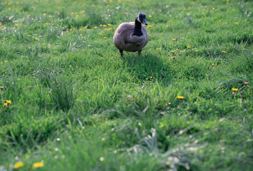 Canada Goose on the grass in the evening