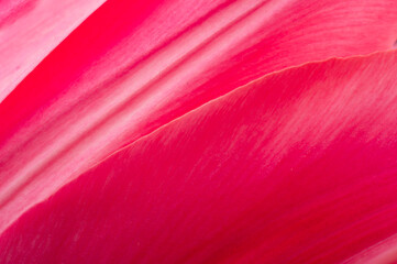 Closeup of pink tulip - obrazy, fototapety, plakaty