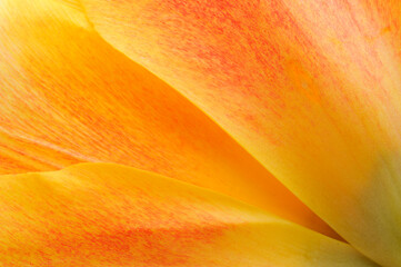Closeup of orange tulip