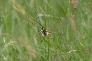 Libellen-Schmetterlingshaft 